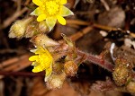 Appalachian barren strawberry