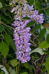 American wisteria