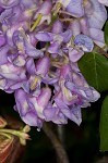 American wisteria