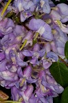 American wisteria