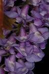 American wisteria