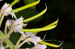 American wisteria