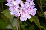 American wisteria