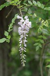 American wisteria