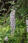 American wisteria