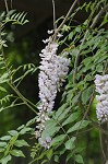 American wisteria