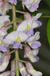 American wisteria