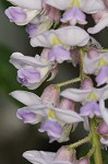 American wisteria