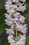 American wisteria