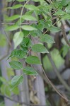 American wisteria