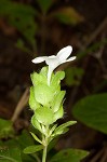 Yellow bractspike