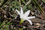 Atamasco lily