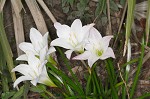 Atamasco lily