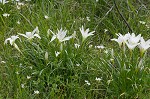 Atamasco lily