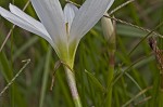 Autumn zephyrlily