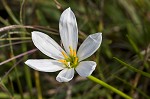 Autumn zephyrlily