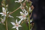 Sandbog deathcamas