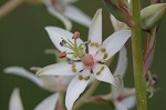 Sandbog deathcamas