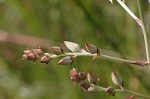 Sandbog deathcamas