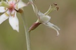 Sandbog deathcamas