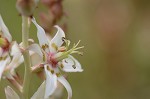 Sandbog deathcamas