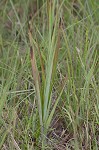 Sandbog deathcamas