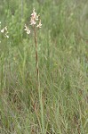 Sandbog deathcamas