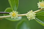 Common jujube